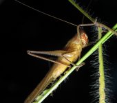 Neoconocephalus sp. 1 Saltamonte cabeza de cono / Neoconocephalus sp. 1 (Orthoptera, T
