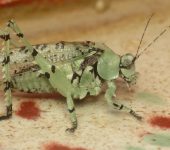 Dysonia sp. Saltamonte l.quen / Dysonia sp. (Orthoptera, Tettigoniidae) - Bi