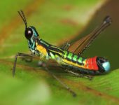 Saltamontes payaso / Paramastax sp. (Orthoptera, Eumastacidae) -