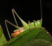Conocephalus sp. Saltamonte cabeza de cono peque.o / Conocephalus sp. (Orthoptera
