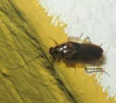 Anaplecta sp. 1 (Blattodea, Anaplectidae) - Bioexploradores