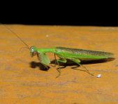 Acontista sp. Acontista sp. (Mantodea, Acanthopidae) - Bioexploradores