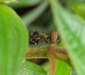 Raptrix sp. Raptrix sp. (Mantodea, Acanthopidae) - Bioexploradores