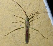 Stenocoris sp. (Hemiptera, Alydidae) - Bioexploradores