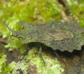 Dysodius sp. Dysodius sp. (Hemiptera, Aradidae) - Bioexploradores