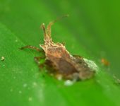 Phyllotingis sp. Phyllotingis sp. (Hemiptera, Aradidae) - Bioexploradores