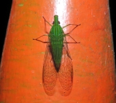 Hyalodictyon sp. (Hemiptera, Dictyopharidae) - Bioexploradores