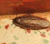 Epilampra sp. (Blattodea, Blaberidae) - Bioexploradores