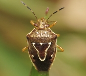 Mormidea sp. (Hemiptera, Pentatomidae) - Bioexploradores