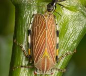 Aetalion sp. (Hemiptera, Aetalionidae) - Bioexploradores