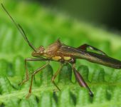 Chinche pierna de arco / Hyalymenus sp. (Hemiptera, Alydidae) -