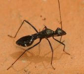 Trachelium sp. (Hemiptera, Alydidae) - Bioexploradores