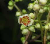 Actinidiaceae Dulomocos, Moquillos - familia Actinidiaceae - Bioexploradores