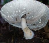 Champiñones - familia Agaricaceae - Bioexploradores