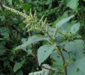 Amarantos - familia Amaranthaceae - Bioexploradores