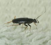 Anaplectidae Blattodea, Anaplectidae - Bioexploradores
