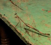 Mantodea, Angelidae - Bioexploradores