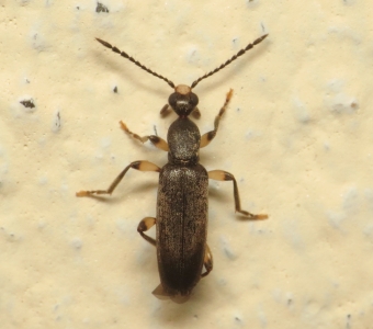Escarabajos o cucarrones - orden Coleoptera - Biodiversidad Farallones ...