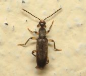 Coleoptera, Anthicidae - Bioexploradores