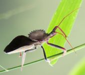 Chinche crestada / Arilus sp. (Hemiptera, Reduviidae) - Bioexplo