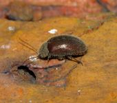 Coleoptera, Artematopodidae - Bioexploradores