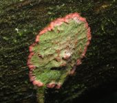 Arthoniales - Bioexploradores