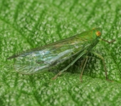 Cuernavaca sp. (Hemiptera, Dictyopharidae) - Bioexploradores