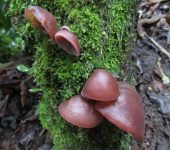 Hongos de oreja - familia Auriculariaceae - Bioexploradores