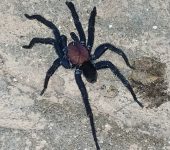 Arañas tramperas - familia Barychelidae - Bioexploradores