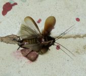 Blattellidae Cucarachas de la madera - familia Blattellidae - Bioexploradores