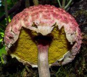 Hongos de esponja - familia Boletaceae - Bioexploradores