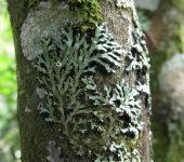 L.quenes de bot.n, de roseta y otros - orden Caliciales - Bioexp
