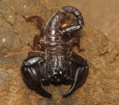 Chactidae Alacranes de pinzas gruesas - familia Chactidae - Bioexploradore