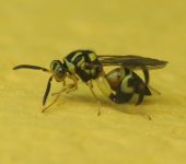 Avispitas parasitoides de cobre - familia Chalcididae - Bioexplo