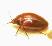 Coleoptera, Chelonariidae - Bioexploradores