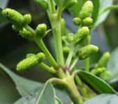 Granizos y silbosilbos - familia Chloranthaceae - Bioexploradore