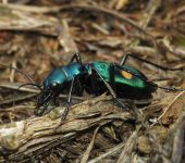 Escarabajos del suelo - familia Cicindelidae - Bioexploradores