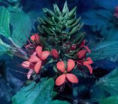 Flores de araña y otros - familia Cleomaceae - Bioexploradores