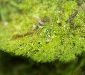 Coenogoniaceae Ostropales, Coenogoniaceae - Bioexploradores