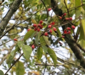Sangritos - familia Connaraceae - Bioexploradores