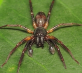 Corinnidae Arañas hormiga - familia Corinnidae - Bioexploradores