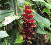 Cañas agrias - familia Costaceae - Bioexploradores