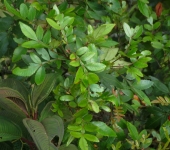 Encenillos - familia Cunoniaceae - Bioexploradores