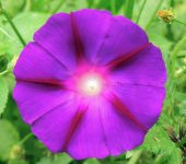 Ipomoea sp. Batatilla / Ipomoea sp. (Solanales, Convolvulaceae) - Bioexplora