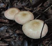 Agaricus sp. 2 Champi..n / Agaricus sp. 2 (Agaricales, Agaricaceae) - Bioexplor