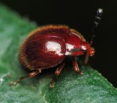 Coleoptera, Endomychidae - Bioexploradores
