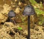 Setas y otros - familia Entolomataceae - Bioexploradores