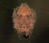 Eriophora sp. (Araneae, Araneidae) - Bioexploradores