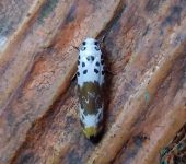 Ethmiidae Lepidoptera, Ethmiidae - Bioexploradores