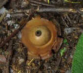 Estrellas de tierra y otros - orden Geastrales - Bioexploradores